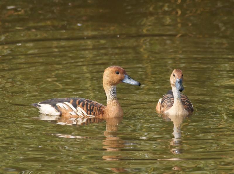 randomFulvous Whistling Duck