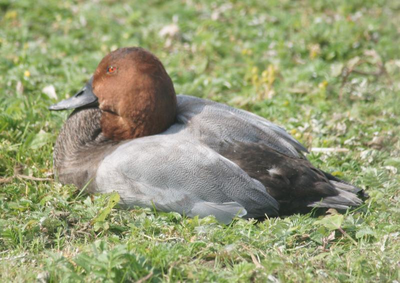 randomPochard