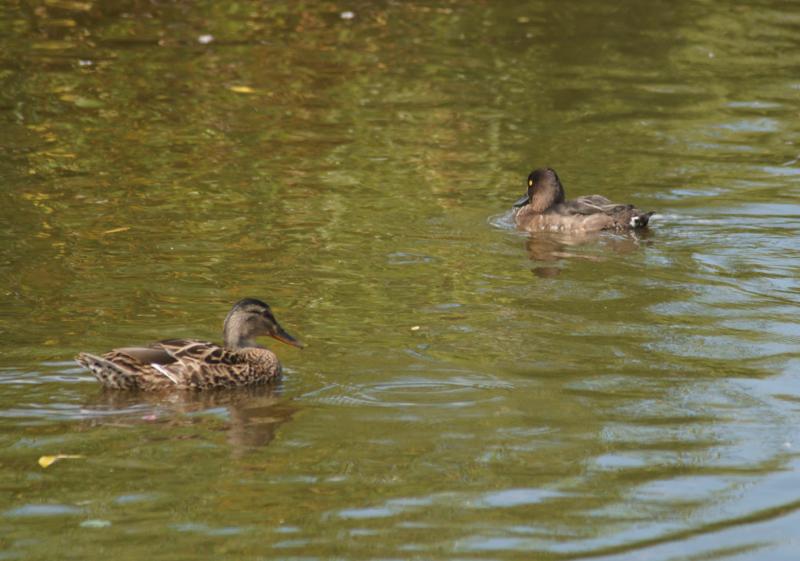 randomMottled Duck