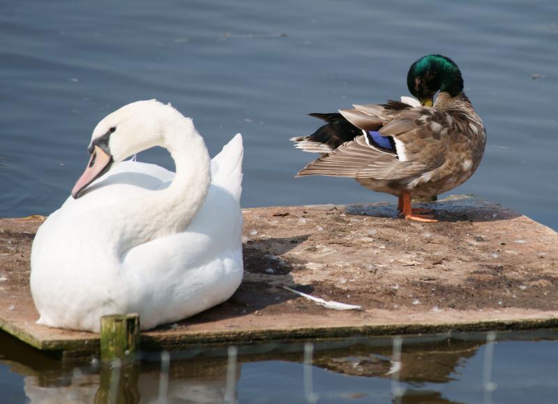 randomBlakeney