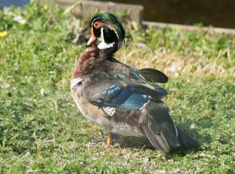 randomWood Duck