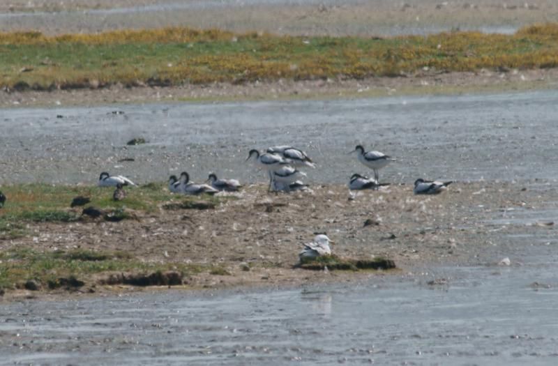 randomPied Avocet