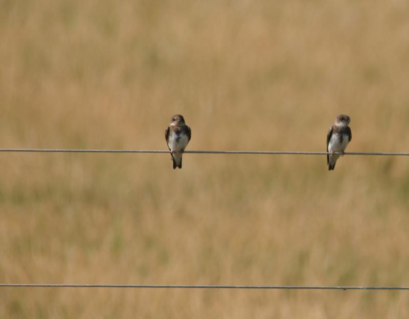 randomBarn Swallow