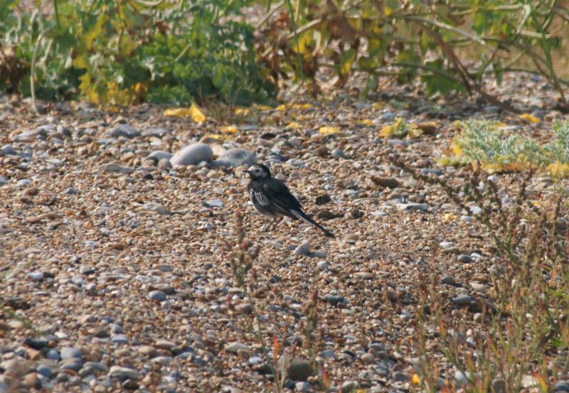 randomPied Wagtail