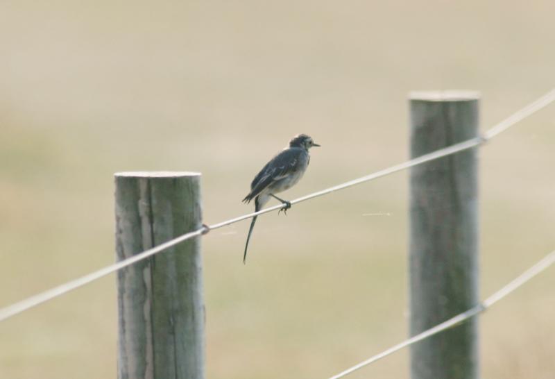 randomPied Wagtail
