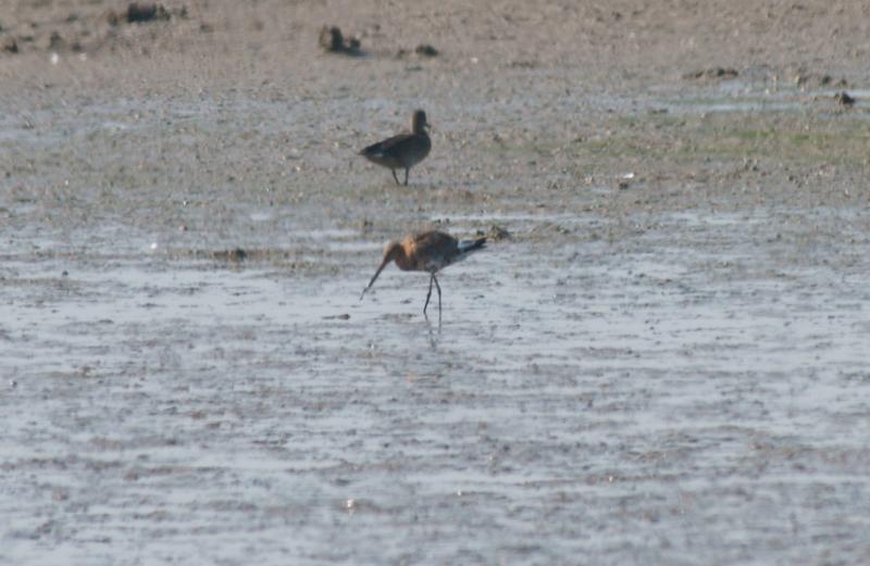 randomBlack-Tailed Godwit