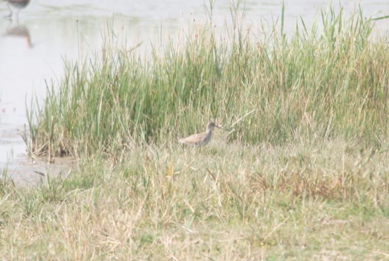 randomGreenshank