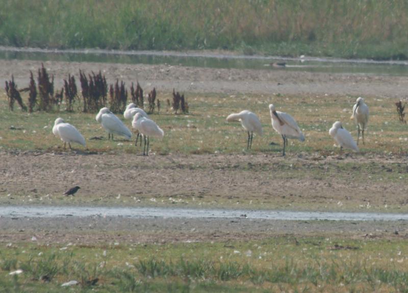 randomSpoonbill