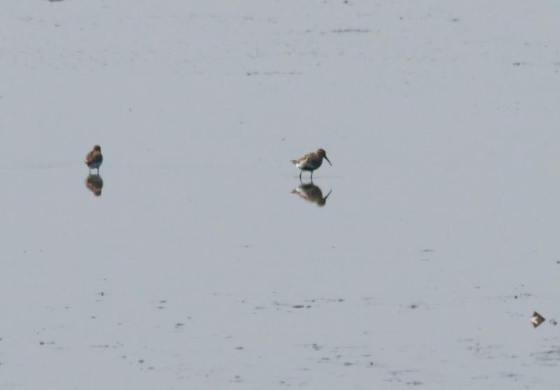 randomDunlin