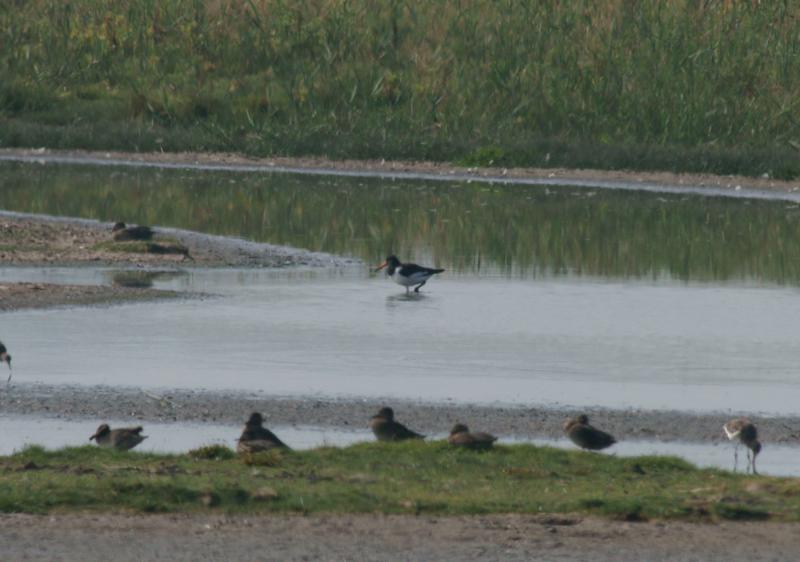 randomEurasian Oystercatcher