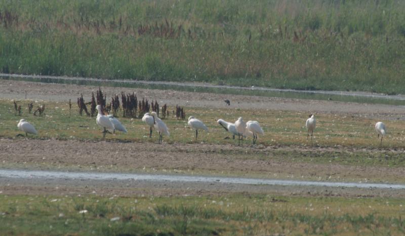 randomSpoonbill
