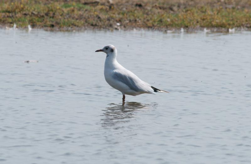 randomBlack-Headed Gull