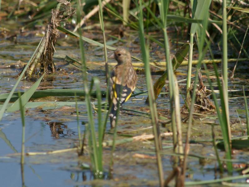 randomEuropean Goldfinch