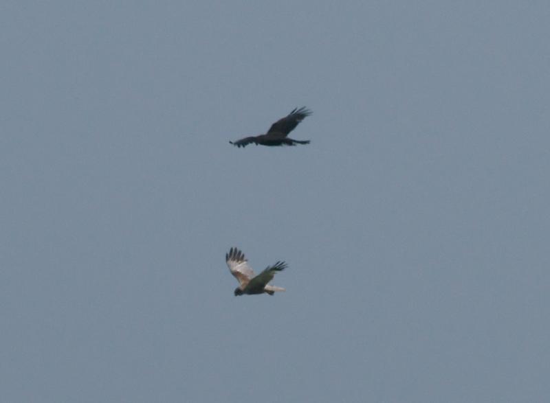 randomMarsh Harrier