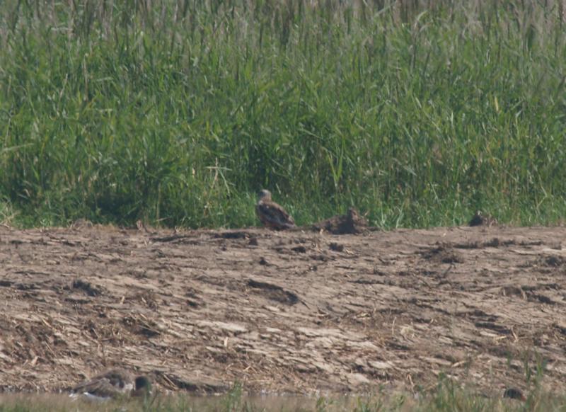 randomMarsh Harrier