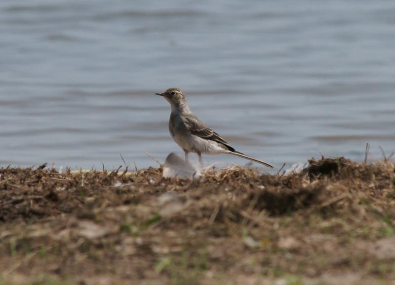 randomYellow Wagtail