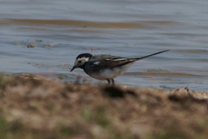 randomPied Wagtail