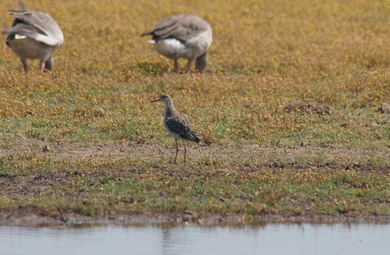 randomRedshank