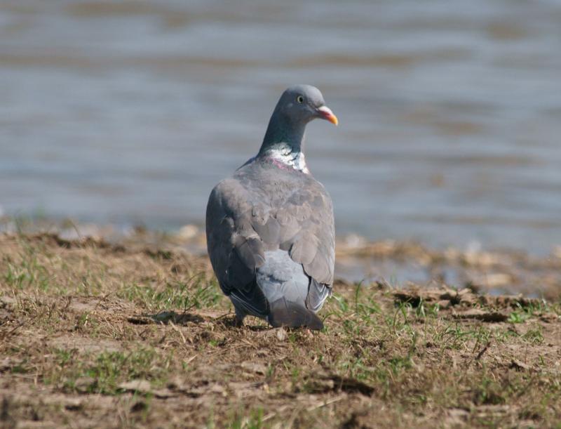 randomWood Pigeon