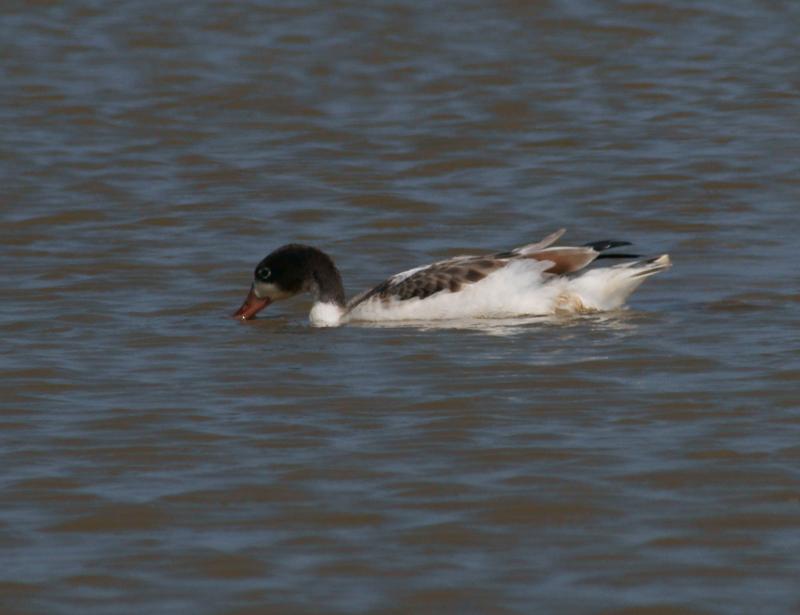 randomShelduck