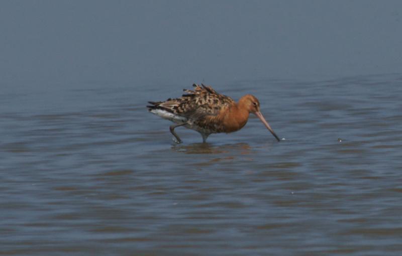 randomBlack-Tailed Godwit