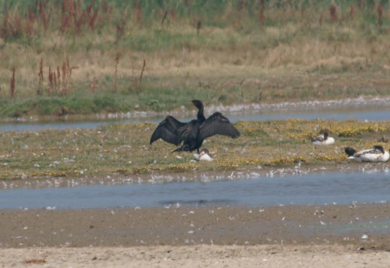 randomEuropean Shag