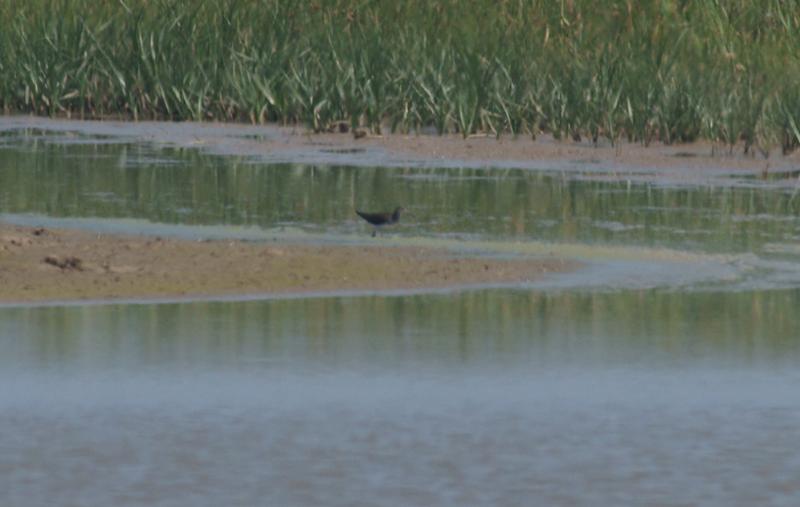 randomCurlew Sandpiper