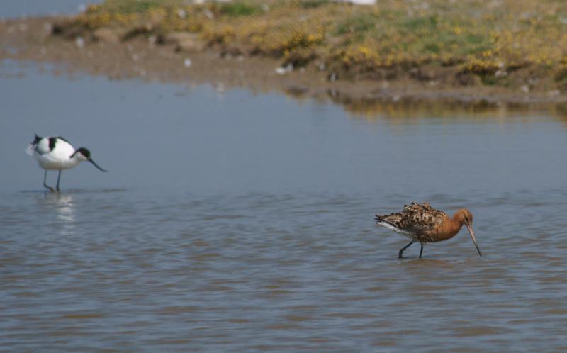 randomBlack-Tailed Godwit