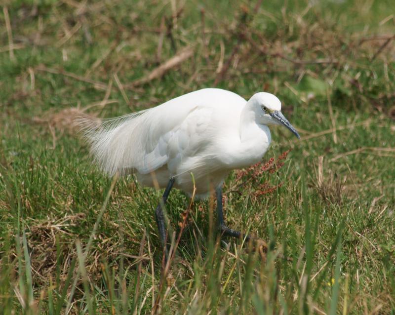 randomLittle Egret