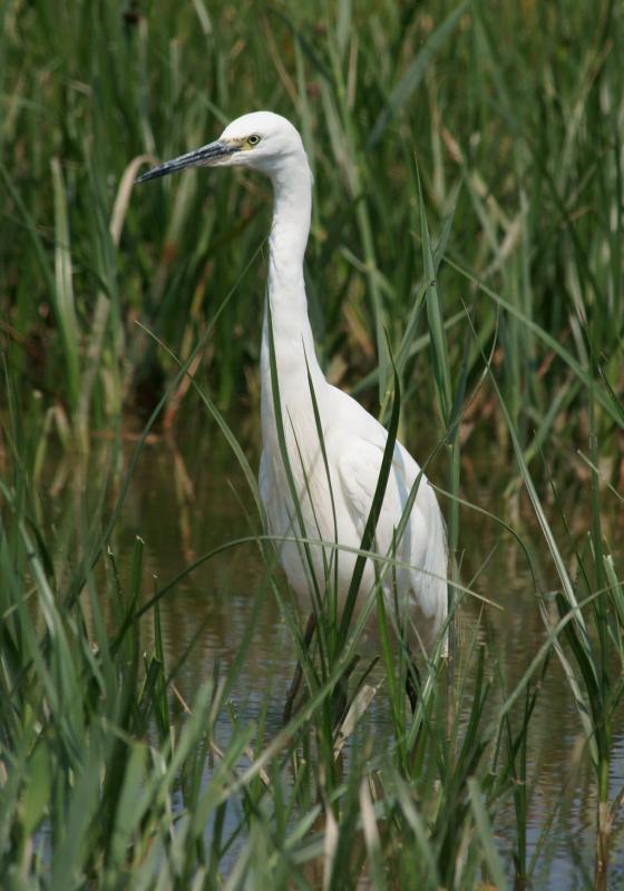 randomLittle Egret