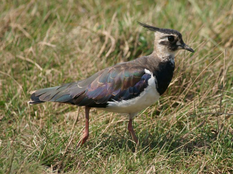 randomLapwing