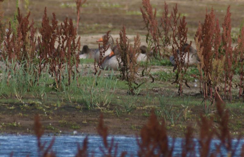 randomFrampton Marsh