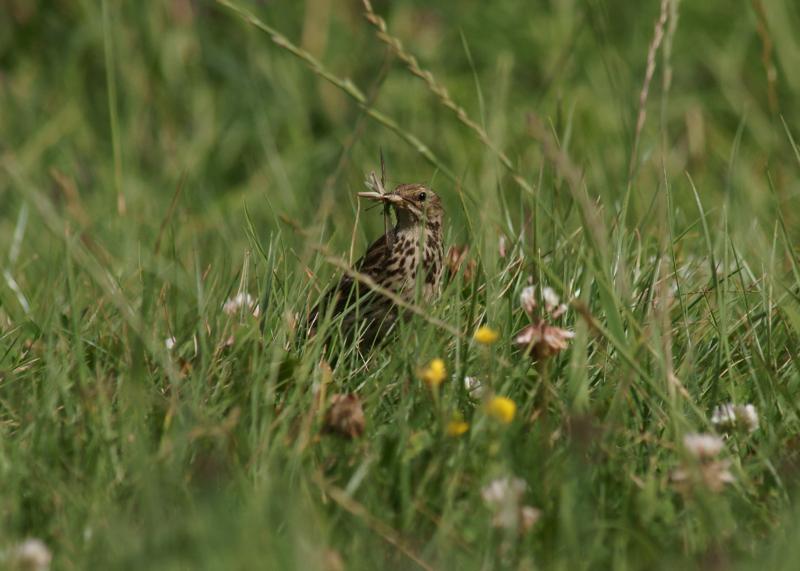 randomSong Thrush