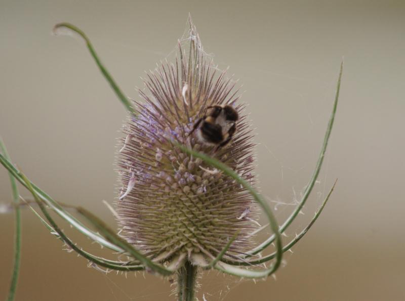 randomBee