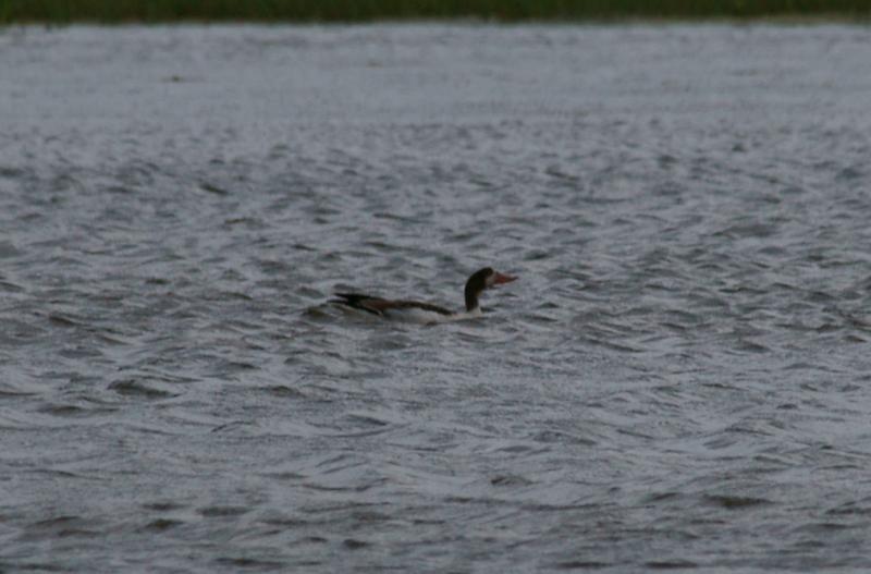 randomShelduck
