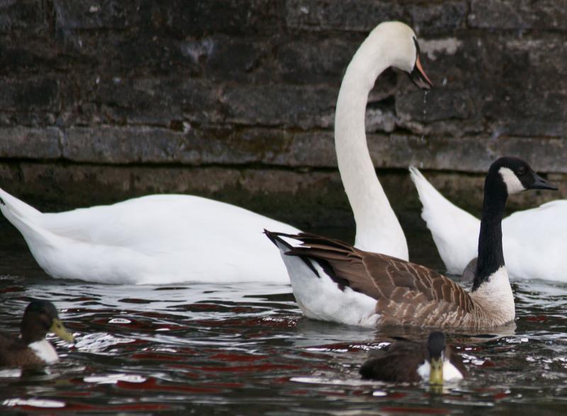 randomMute Swan