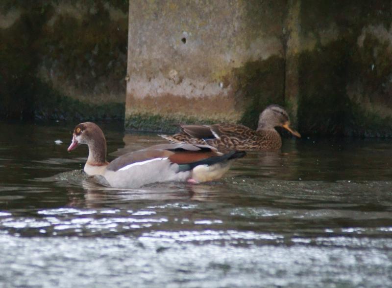 randomEgyptian Goose