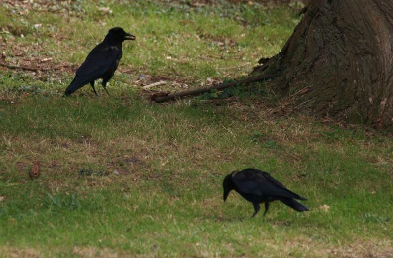 randomCarrion Crow