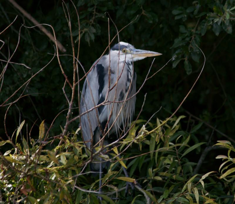 randomGrey Heron