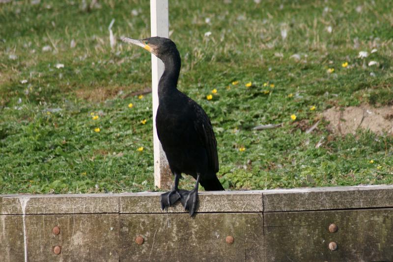 randomGreat Cormorant