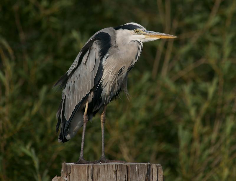 randomGrey Heron