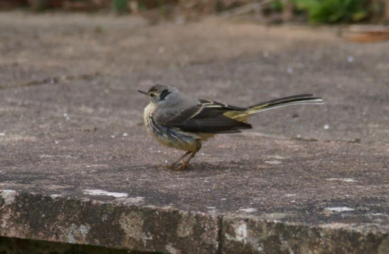 randomGrey Wagtail