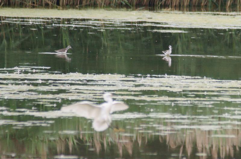 randomLittle Egret