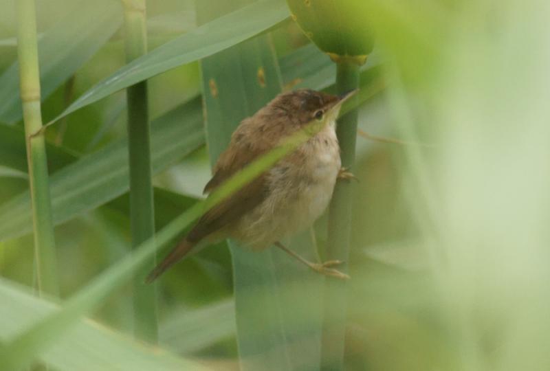 randomEuropean Reed Warbler