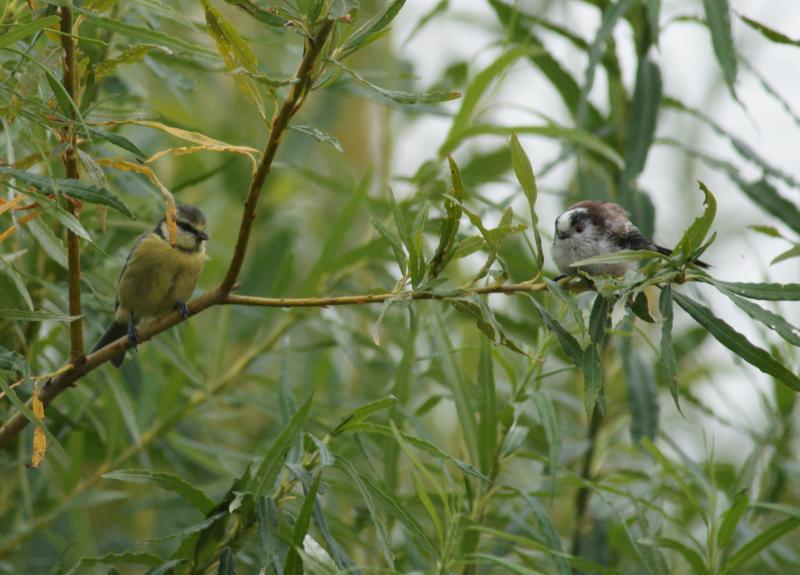 randomLong-Tailed Tit