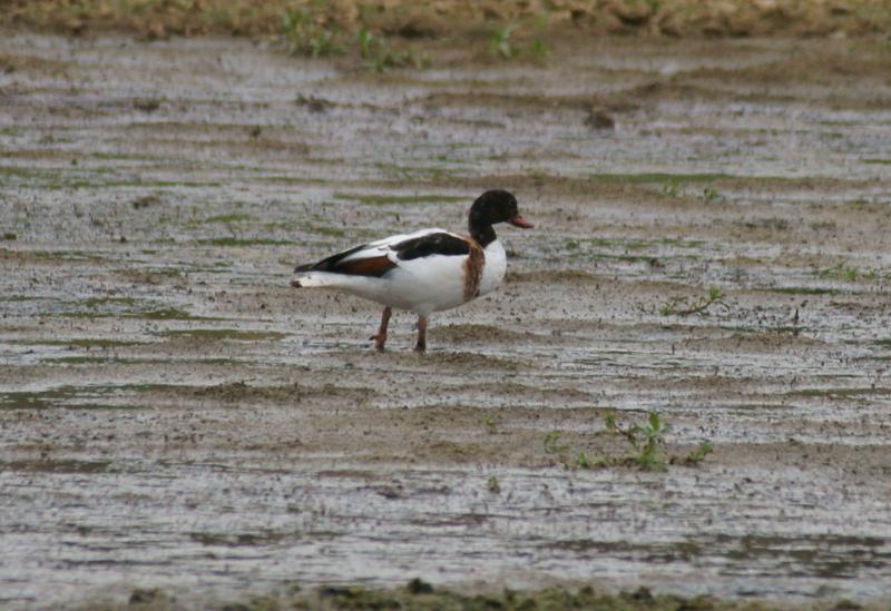 randomShelduck