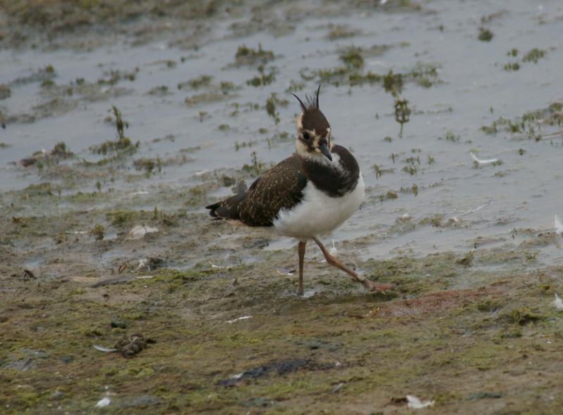 randomLapwing