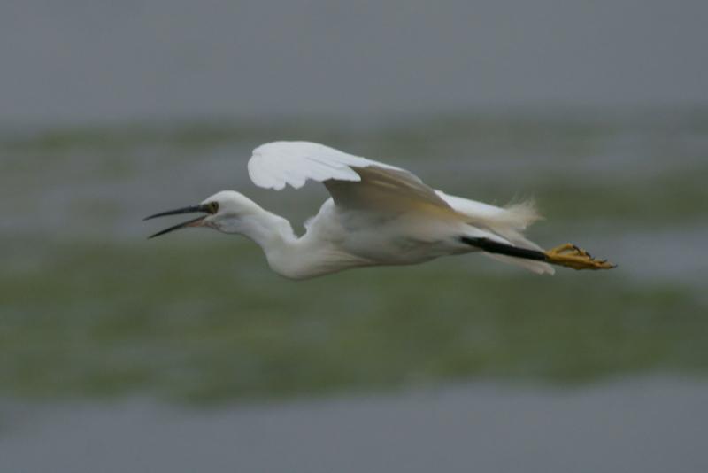 randomLittle Egret
