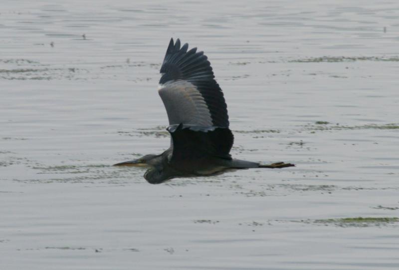 randomGrey Heron