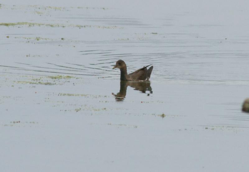 randomRutland Water